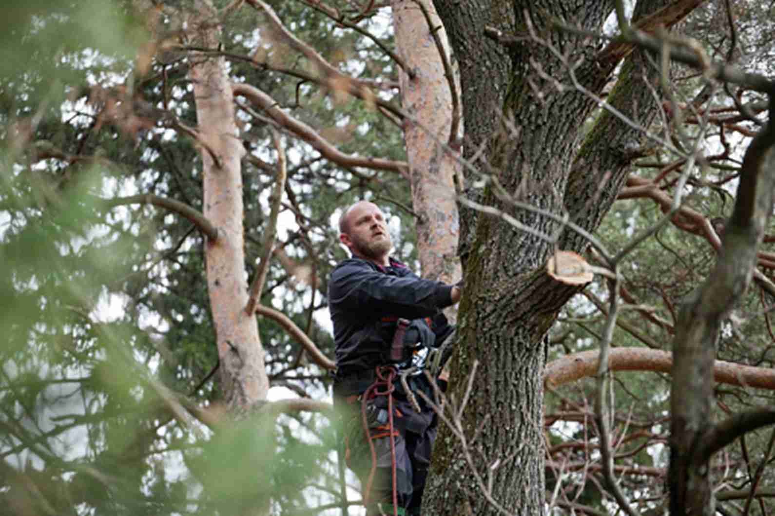 Risks of Tree Trimming and Tree Care to Homeowners in Burnsville, MN