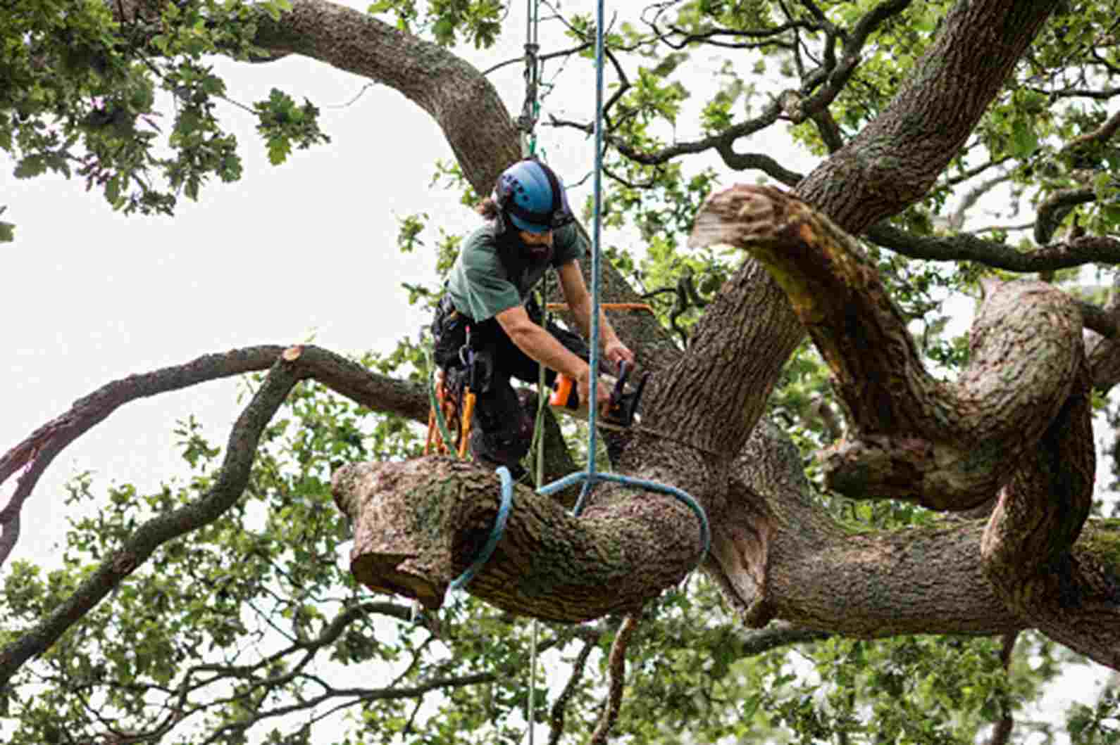 A Professional Tree Trimming Service for Homeowners in Burnsville, MN